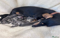 Miniature Dachshund dogs for sale: Miniature dachshunds  - Image 2