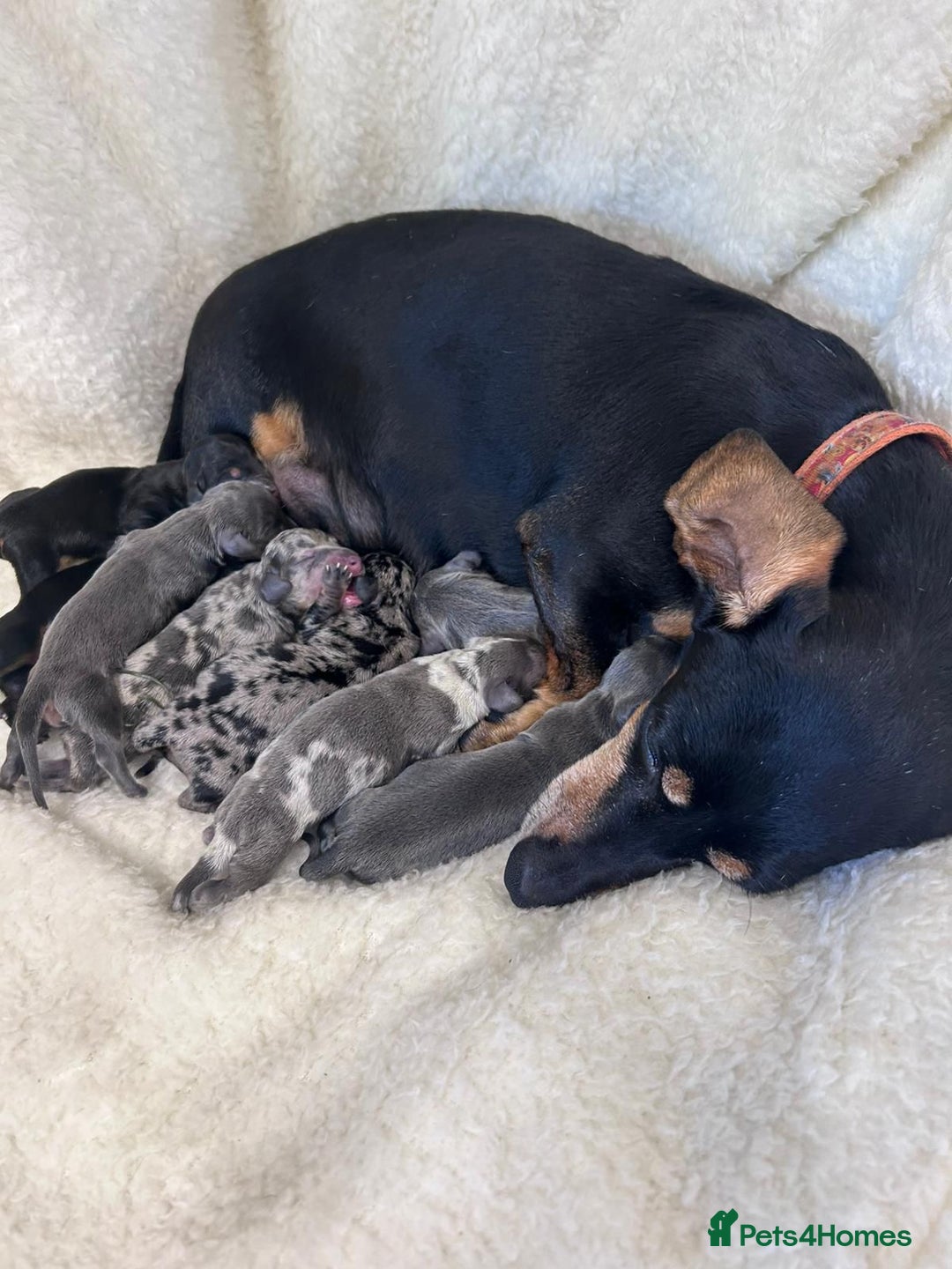 Miniature Dachshund dogs for sale: Miniature dachshunds  - Image 2