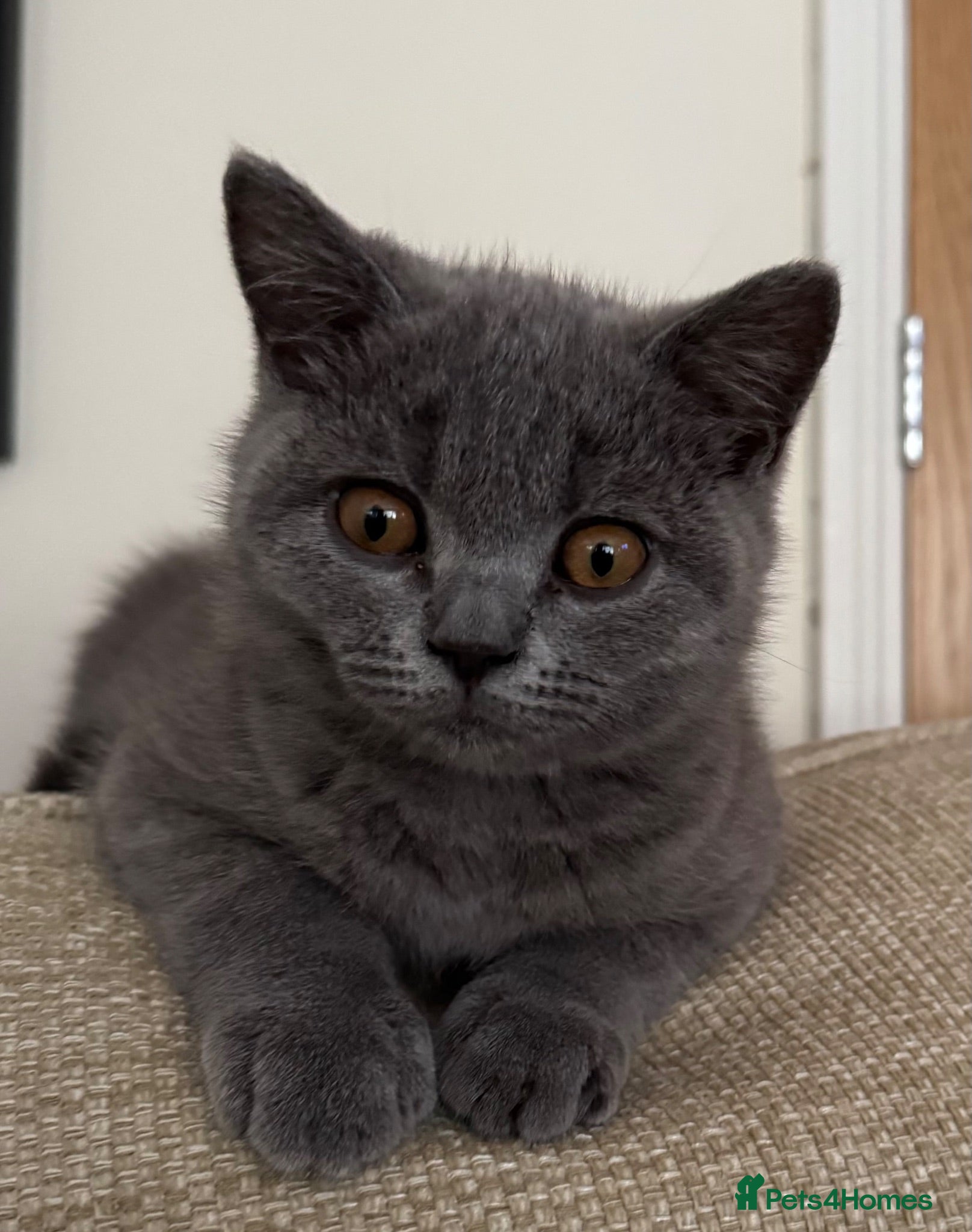 British Shorthair cats *READY NOW* Beautiful BSH Blue Boy – GCCF Reg - Advert 1
