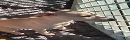 Italian Greyhound dogs for sale: 5 wonderful Wiggy’s licensed breeder  - Advert 37