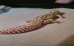 Leopard Gecko reptiles for sale: Female leopard gecko - Image 5