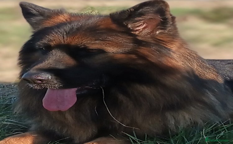 German Shepherd dogs - Advert 1