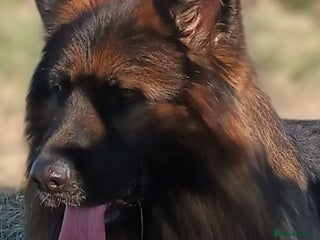 German Shepherd dogs - Advert 8