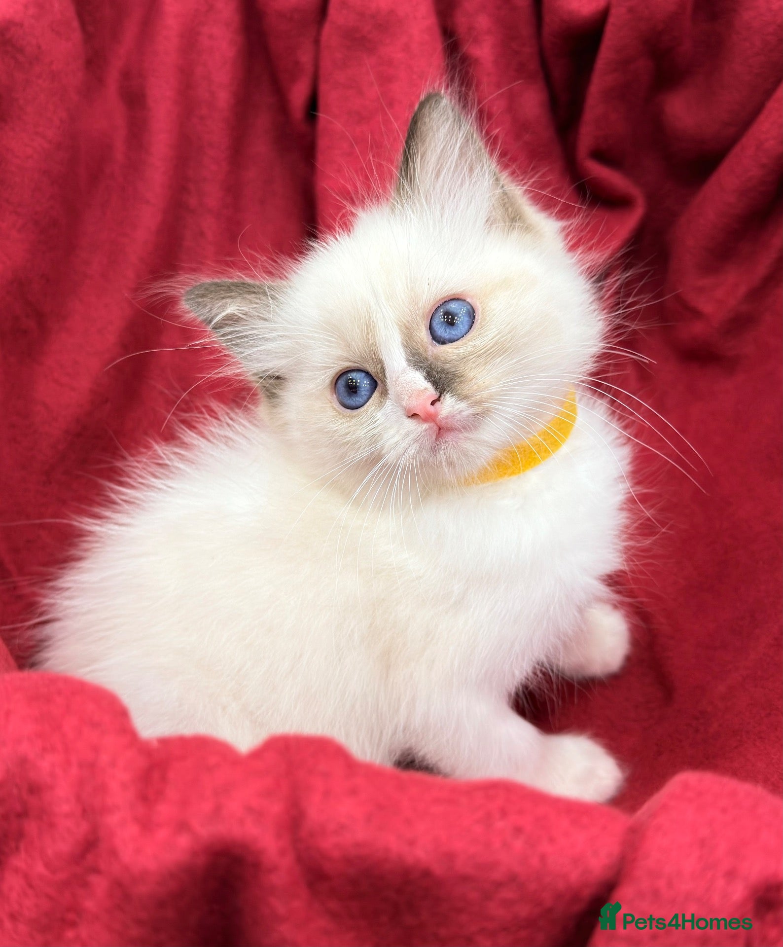 Ragdoll cats Purebred Ragdoll Kittens  - Advert 2