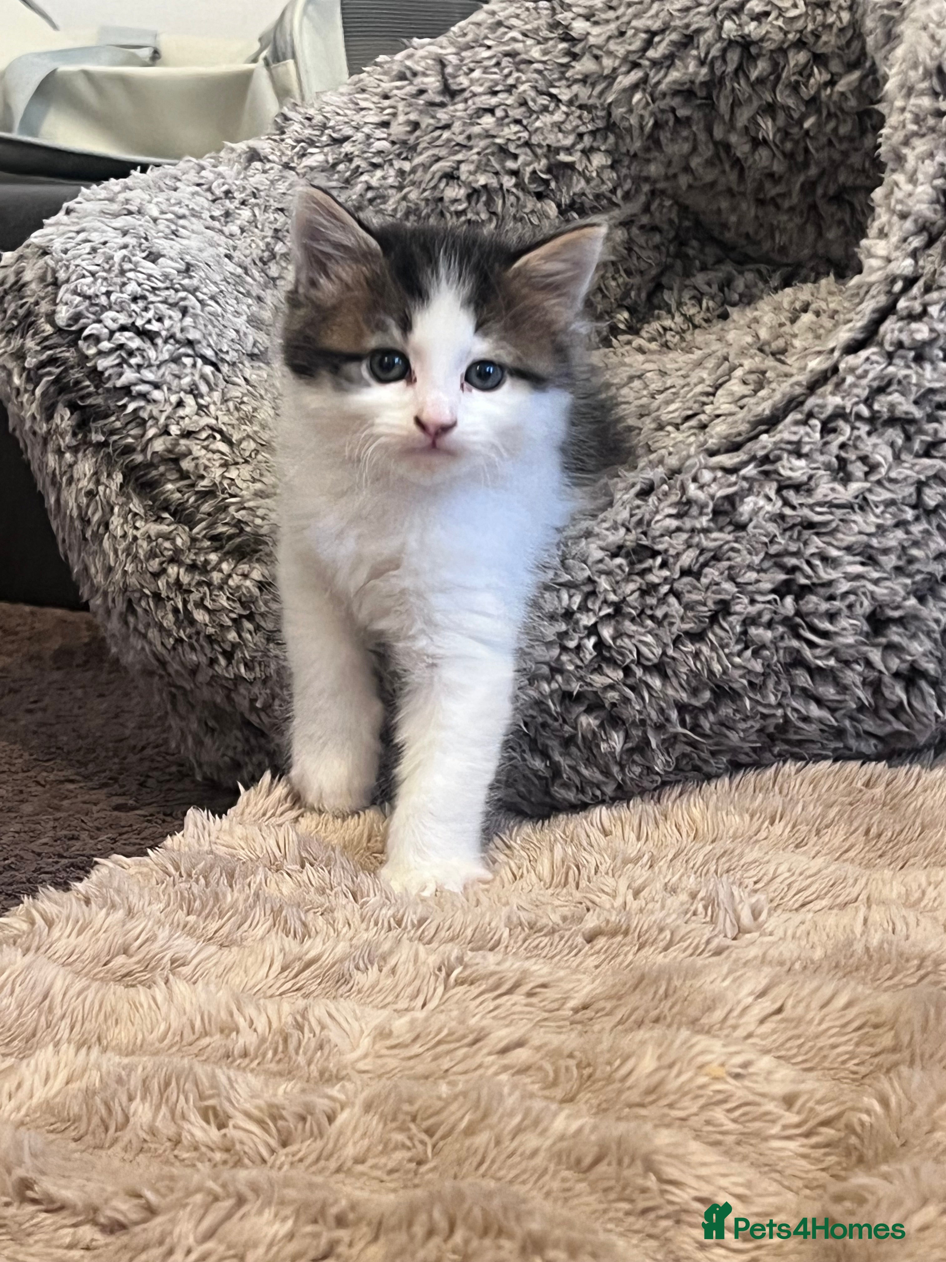 Mixed Breed cats Beautiful little male kitten  - Advert 1