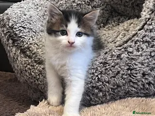 Mixed Breed cats Beautiful little male kitten - Advert 1