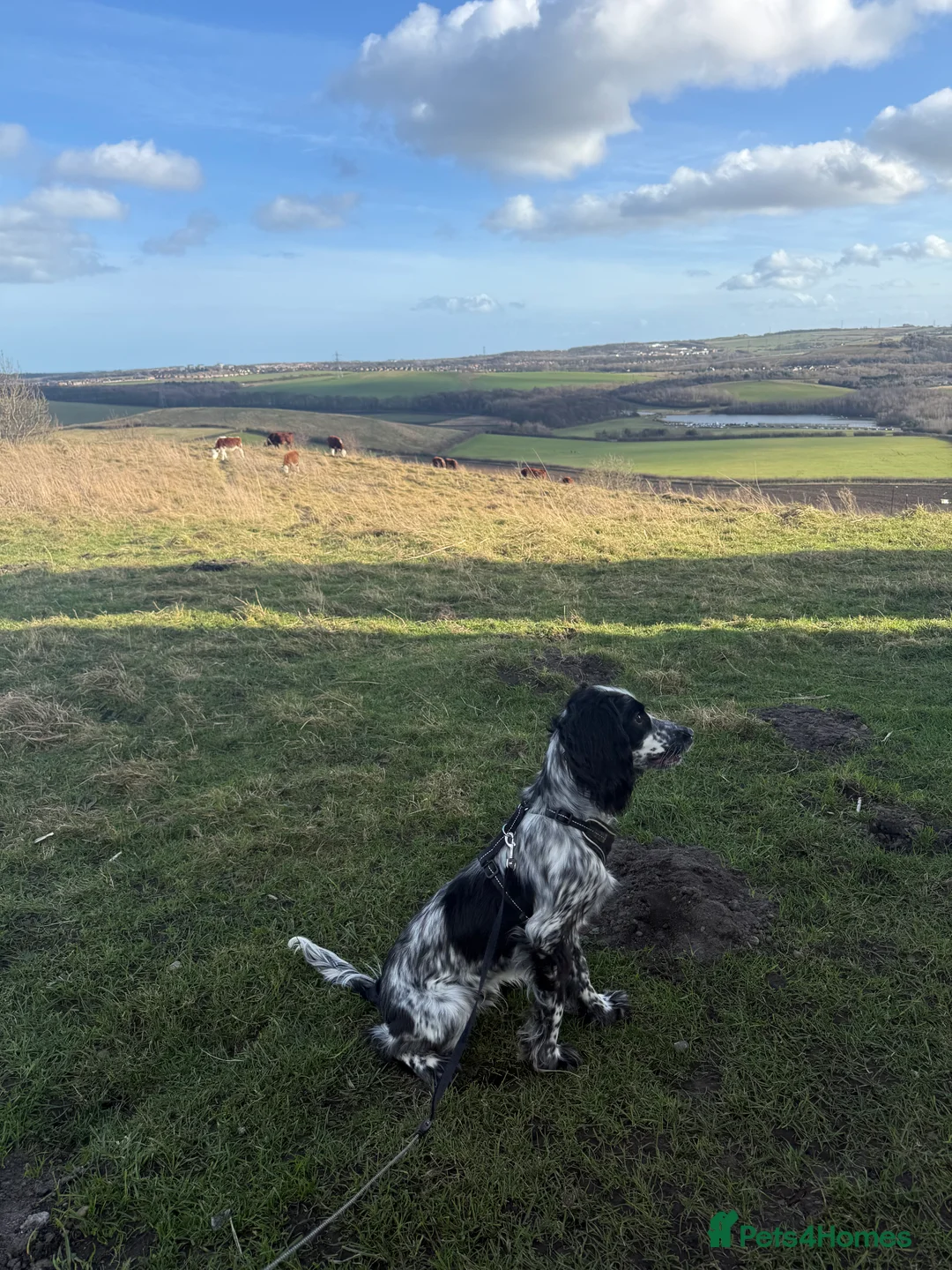 Cocker Spaniel dogs for sale: Snoop - 1 year old cocker spaniel  - Advert 3