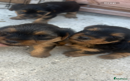 Yorkshire Terrier dogs for sale: Beautiful Yorkshire terrier puppy’s  - Image 7