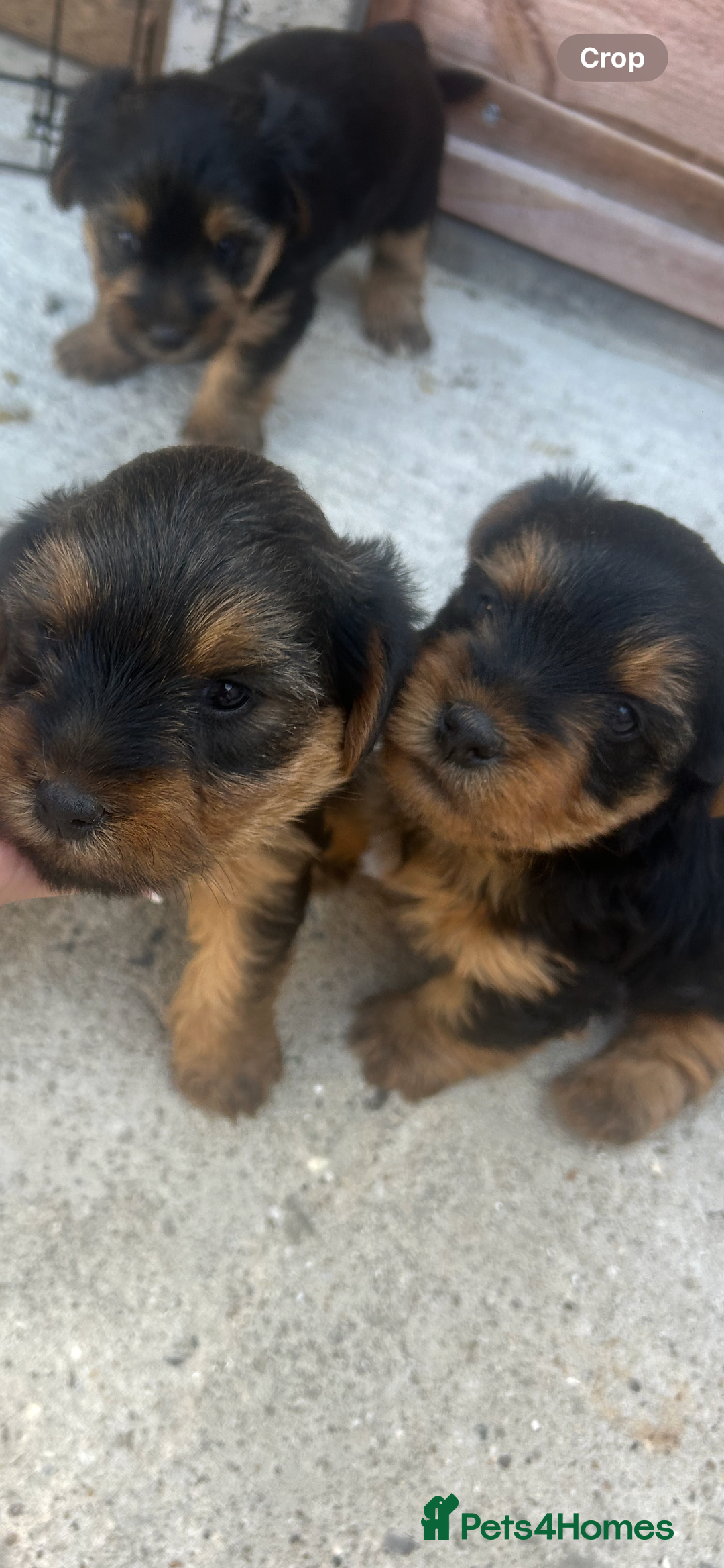 Yorkshire Terrier dogs for sale: Beautiful Yorkshire terrier puppy’s  - Image 7