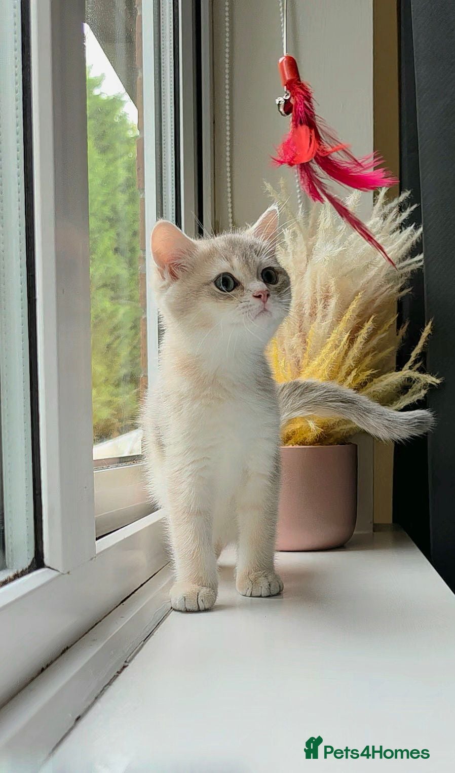 British Shorthair cats GCCF Blue Golden BSH Kitten – Ready Now - Advert 1