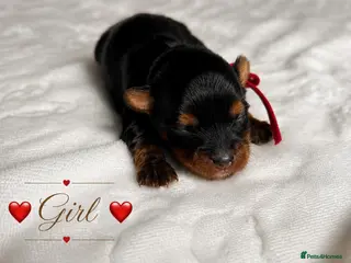 Yorkshire Terrier dogs ❣️ Beautiful Miniature Yorkshire Terrier Puppies❣️ - Advert 5
