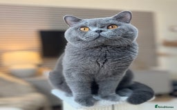 British Shorthair cats for stud: Proven stud british shorthair - Image 2