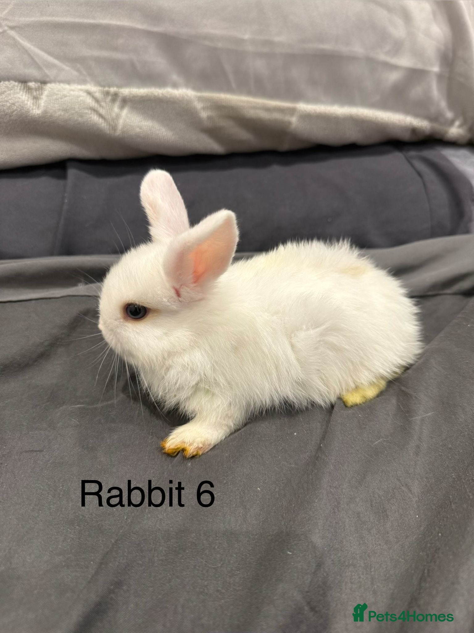 Mini Lop rabbits Mini lop rabbits  - Advert 1