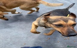 Mixed Breed dogs for adoption:  Lilija. 2 yrs old. Reserved stc. in Brixham - Image 2