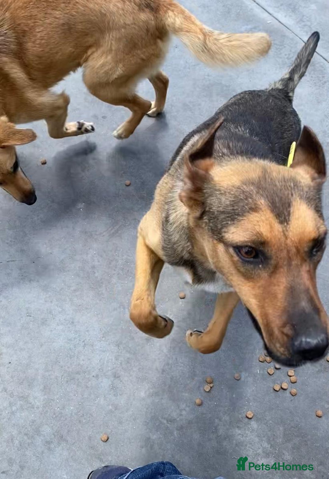 Mixed Breed dogs for adoption:  Lilija. 2 yrs old. Reserved stc. in Brixham - Image 2