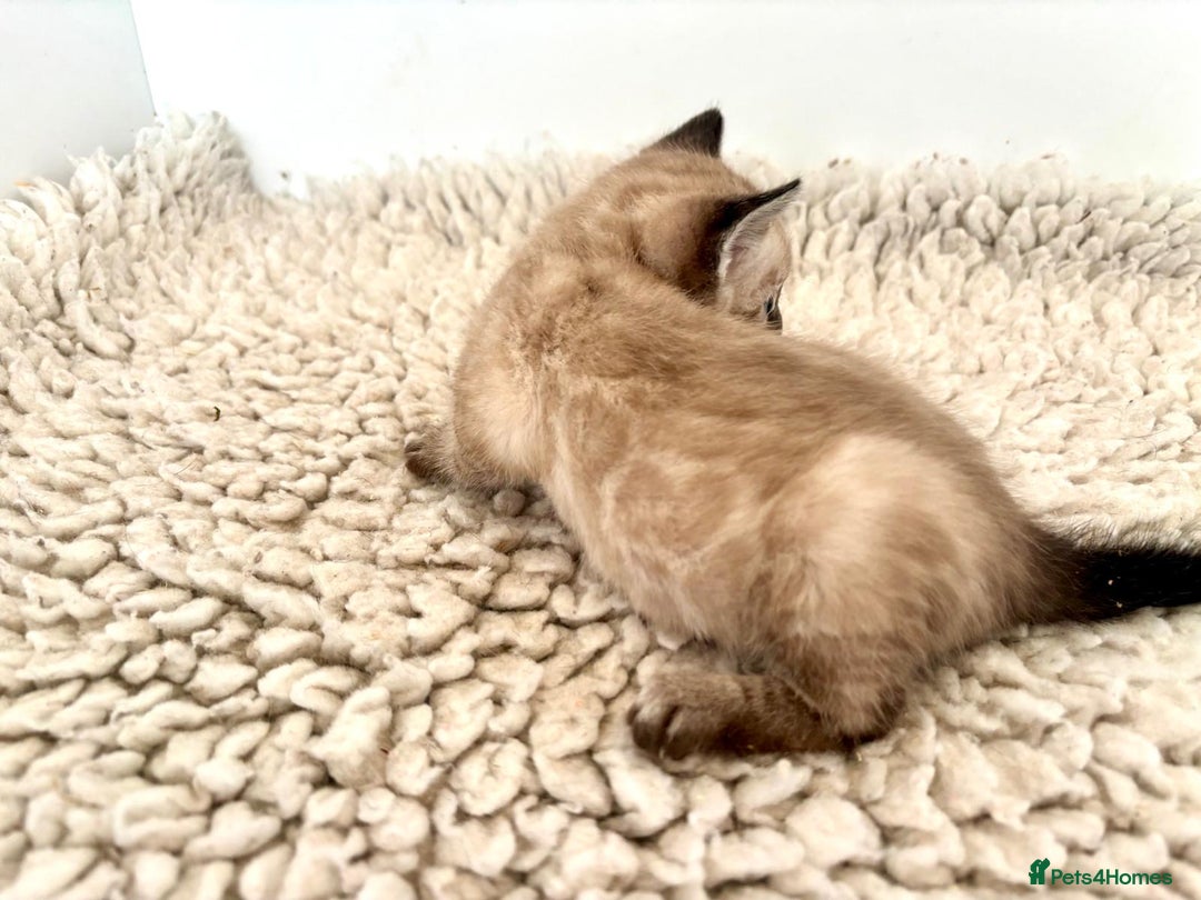Bengal cats for sale: Seal mink snow & charcoal seal bengal  - Image 5