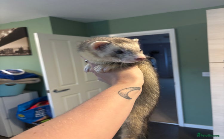 Ferret rodents - Advert 1