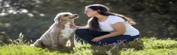Standard Poodle dogs for sale: Red Standard Poodle Puppies Fully Health Tested - Advert 6