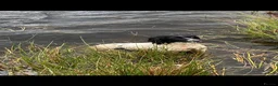 Sprocker dogs for sale: Beautiful Sprocker Puppies - Advert 12