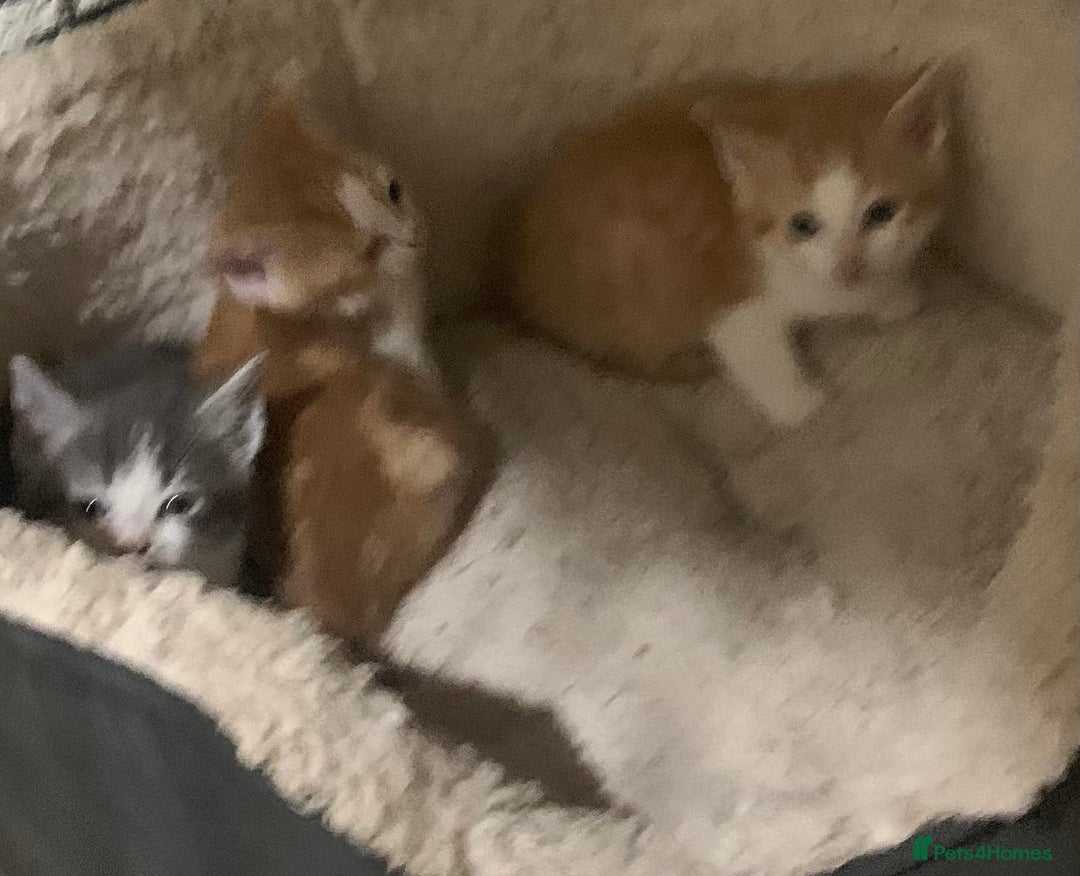 Domestic Shorthair cats for sale: Domesticated Short haired Kittens  - Advert 3