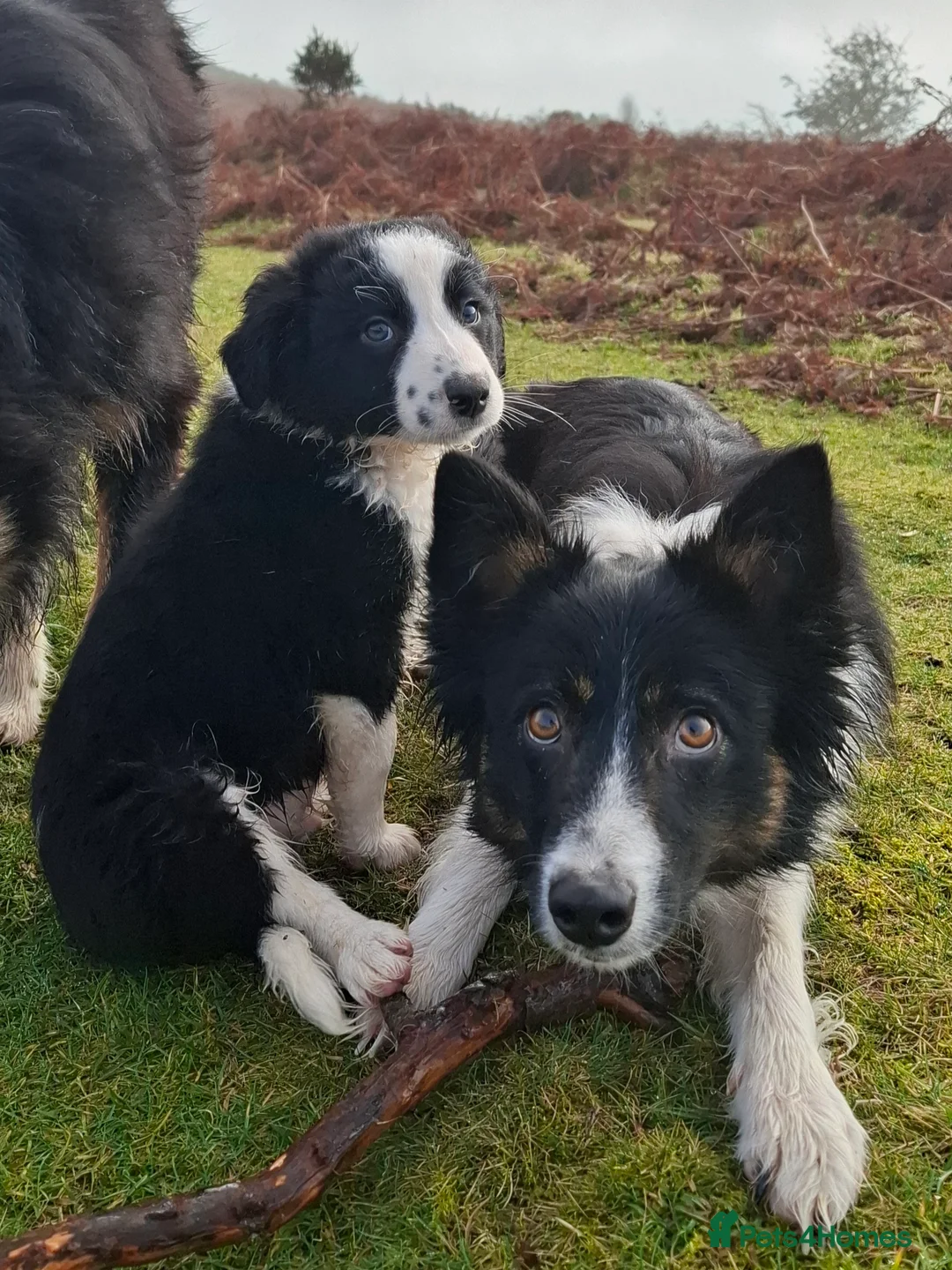 Border Collie dogs for sale: Border collie male pup - Advert 1
