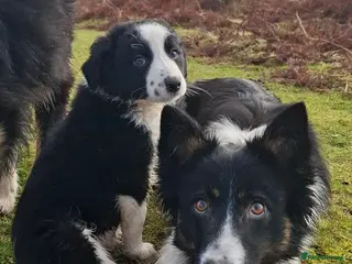 Border Collie dogs Border collie male pup - Advert 1