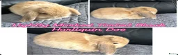 Mini Lop rabbits for sale: Mini Lops  - Advert 8