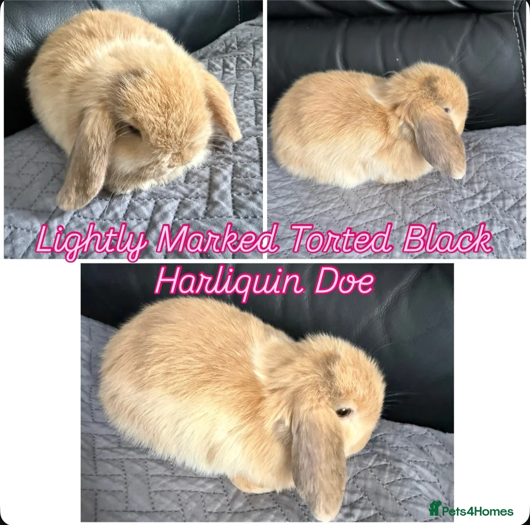 Mini Lop rabbits for sale: Mini Lops  - Advert 8