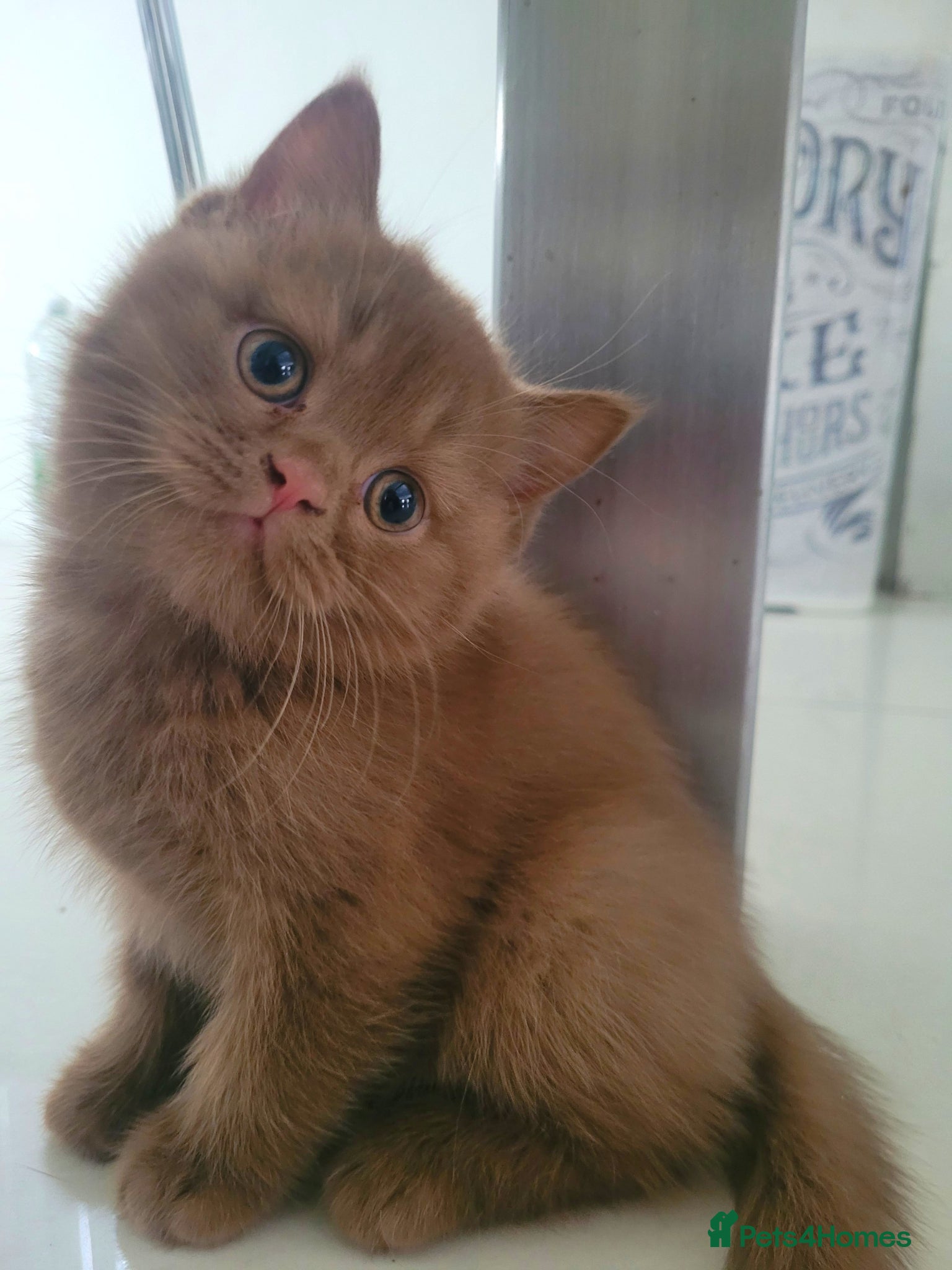 British Shorthair cats Show Quality British Shorthair Cinnamon - Advert 2