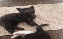 European cats for sale: Tuxedo and black kittens - Image 3