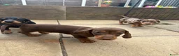 Dachshund dogs for sale: Absolutely gorgeous litter of 5 dachshund puppies - Advert 22