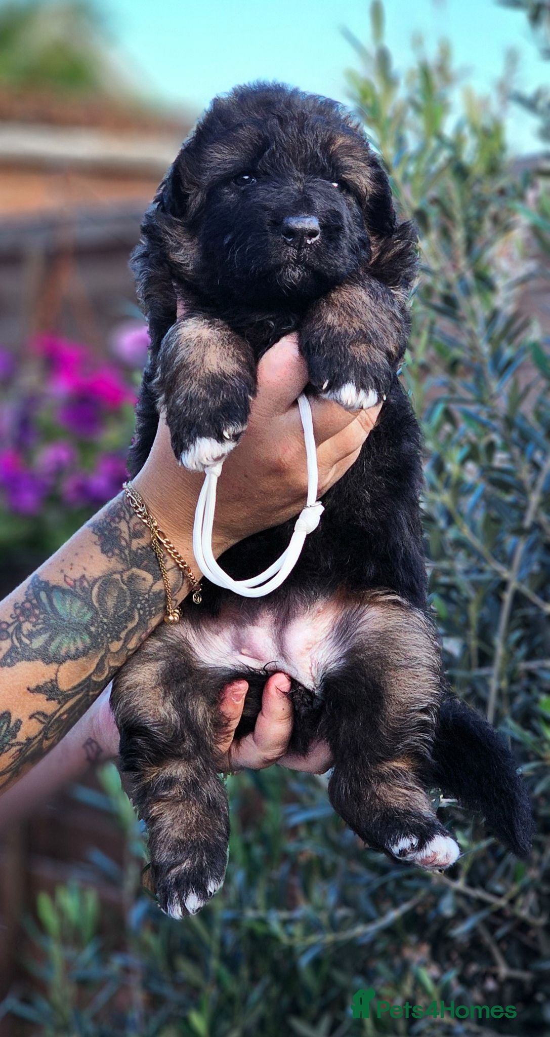 German Shepherd dogs Long Coat GSD black & tan  - Advert 1