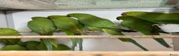 Ringnecks birds for sale: Indian Ringneck Parakeets - Advert 1