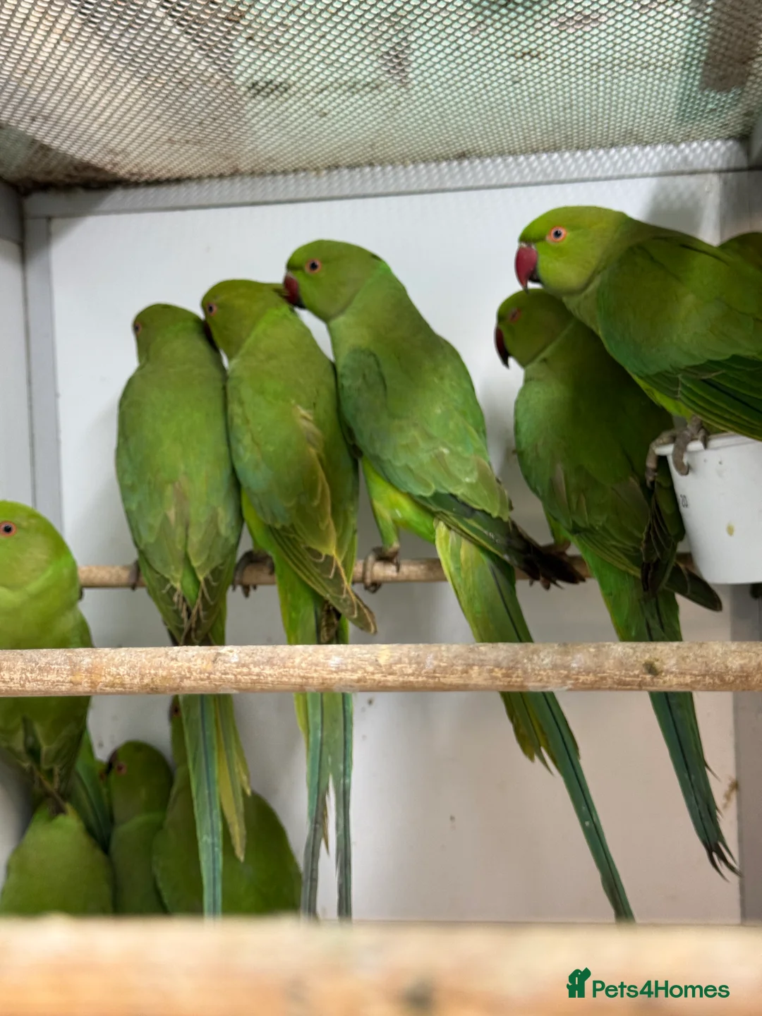 Ringnecks birds for sale: Indian Ringneck Parakeets - Advert 1