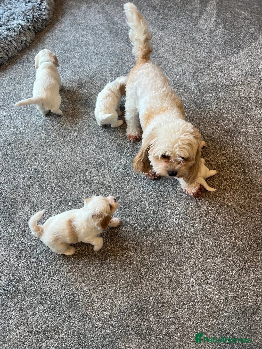 Cavachon dogs for sale: 🐶 Adorable Cavachon Puppies for Sale! 🐾 - Advert 5