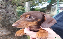 Miniature Dachshund dogs for sale: Beautiful litter of 6 true to type miniature pups. - Image 31