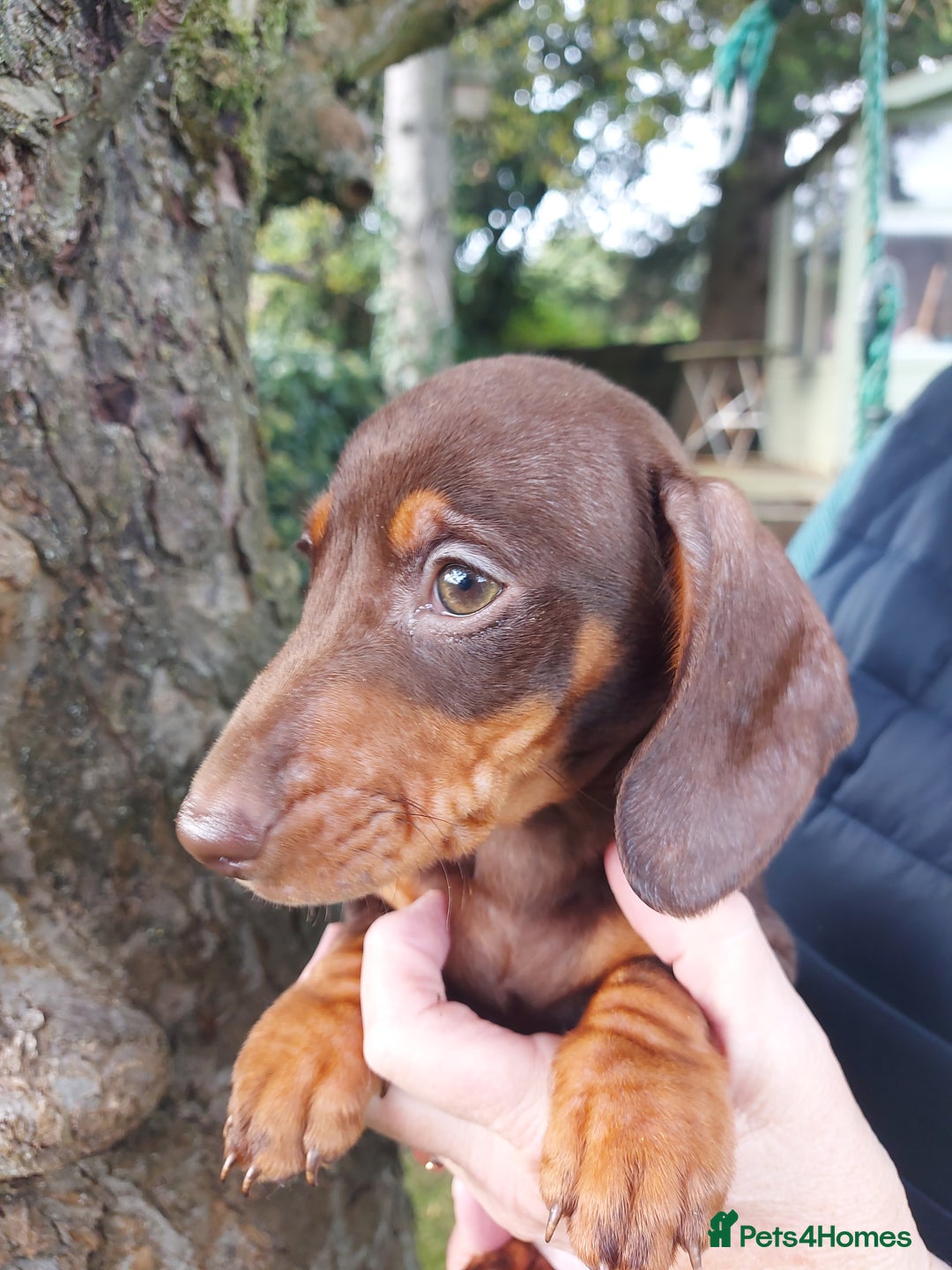 Miniature Dachshund dogs for sale: Beautiful litter of 6 true to type miniature pups. - Image 31