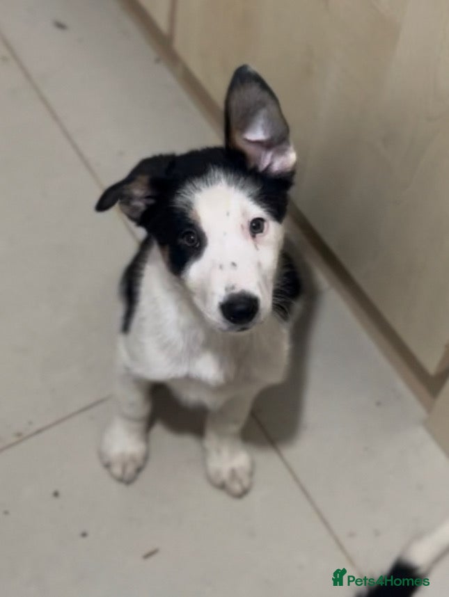 Border Collie dogs 2 Male Border Collie Pups - Advert 5