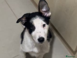 Border Collie dogs 2 Male Border Collie Pups - Advert 5