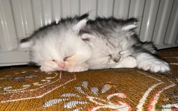 Persian cats for sale: Persian Chinchilla Kittens - Image 9
