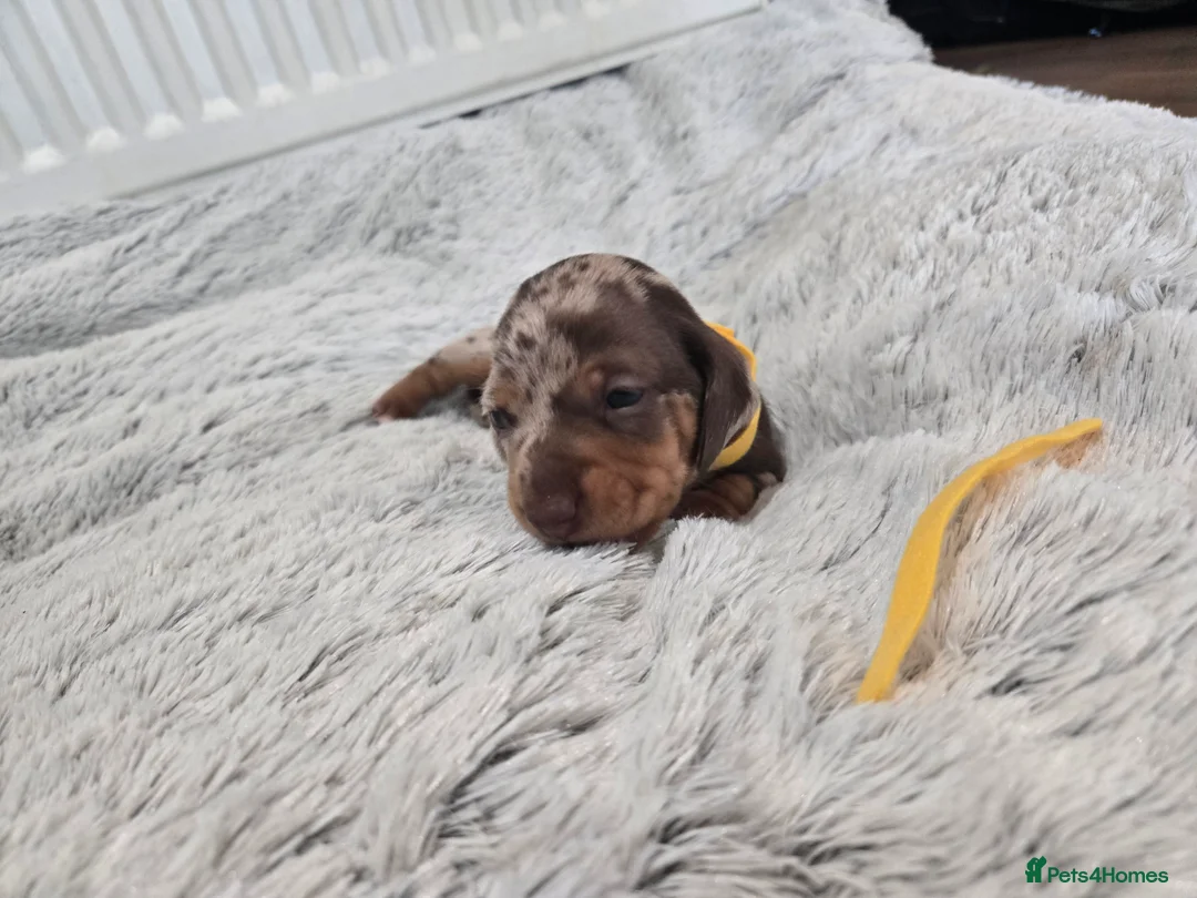 Miniature Dachshund dogs for sale: Miniature Dachshund Puppies (smooth haired) - Advert 17