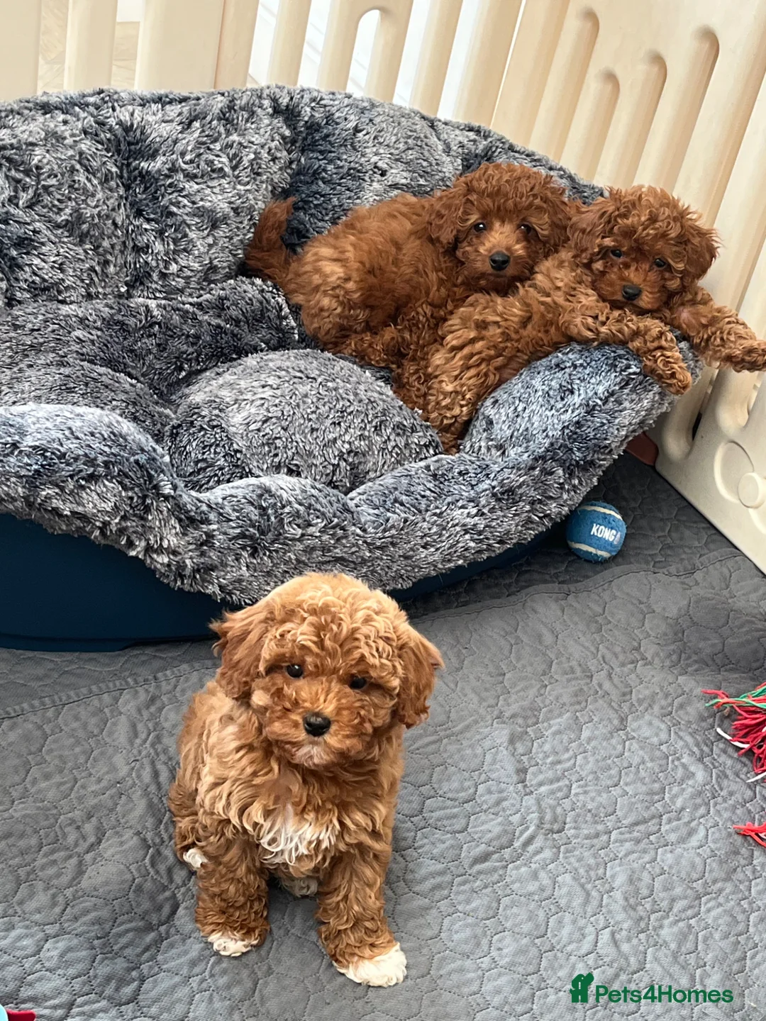 Cavapoo dogs for sale: Merlesque 5⭐️F1b curly teddy bear coats  - Advert 1