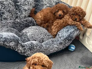 Cavapoo dogs for sale: Merlesque 5⭐️F1b curly teddy bear coats - Advert 2