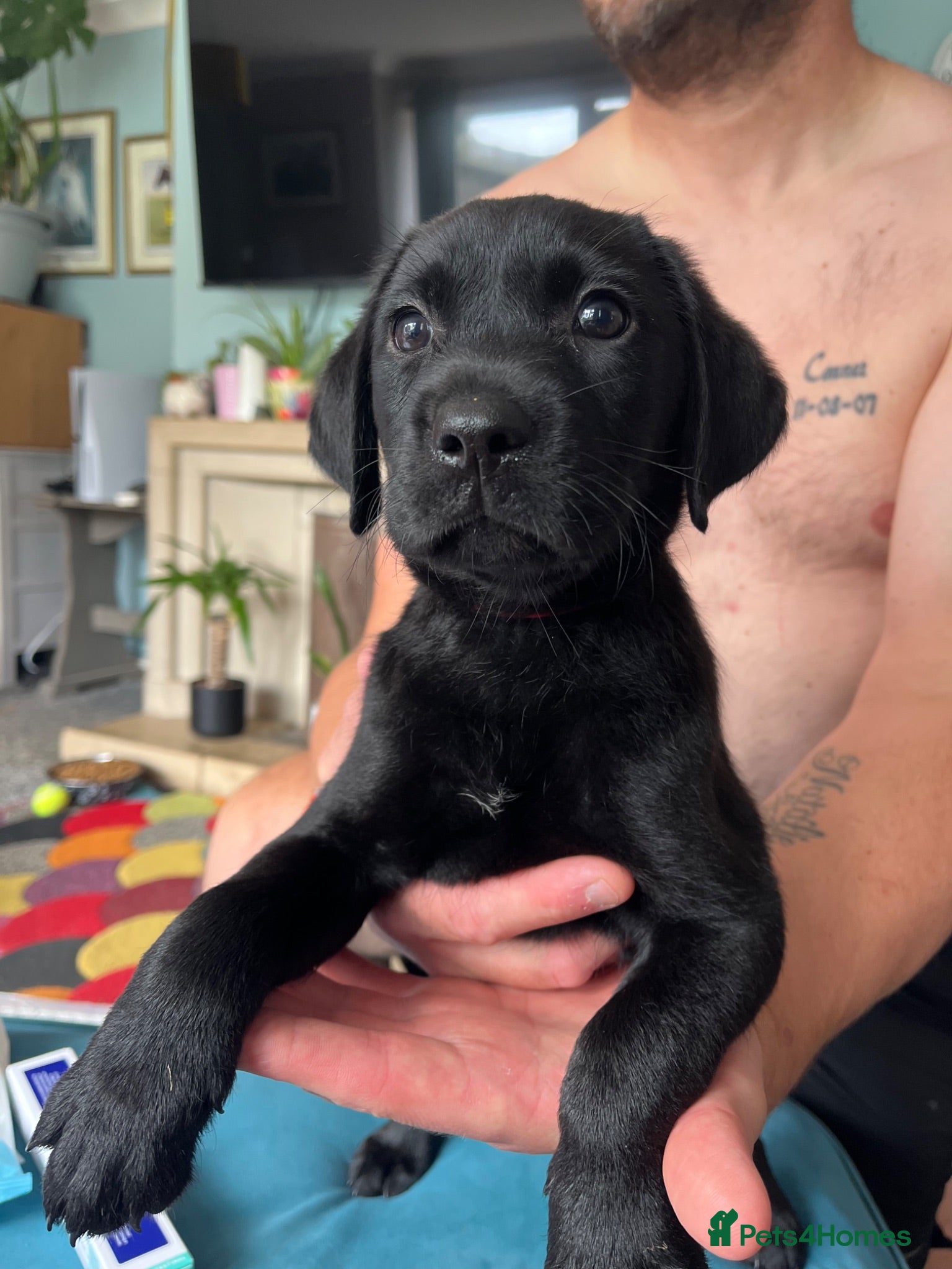 Labrador Retriever dogs Kc reg health tested Labrador pups  - Advert 2