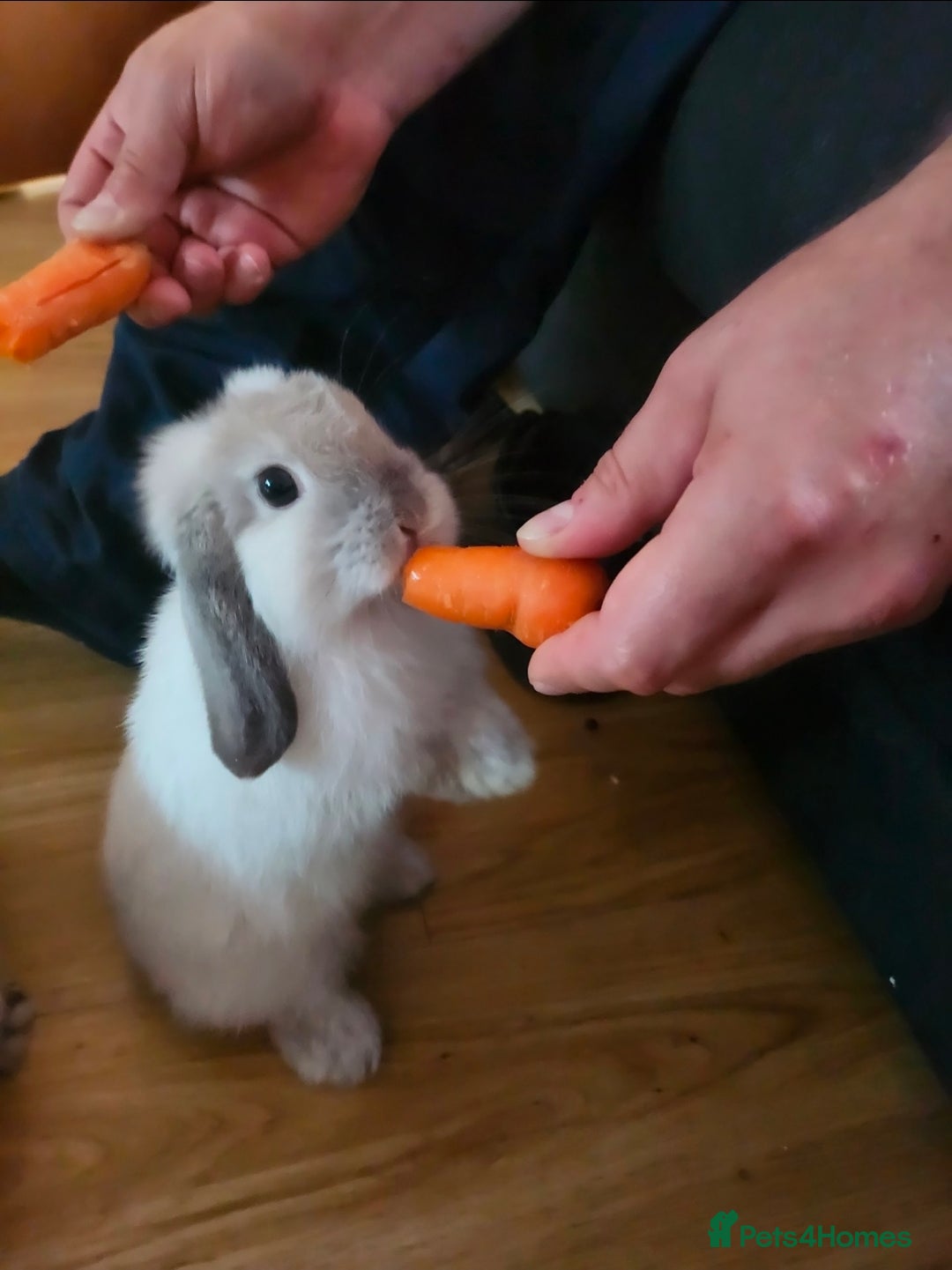 Dwarf Lop rabbits for sale: Beautiful litter of baby rabbits dwarf lop - Advert 4