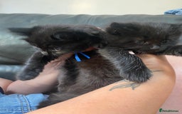 Mixed Breed cats for sale: Adorable,  fluffy black kittens - Image 8