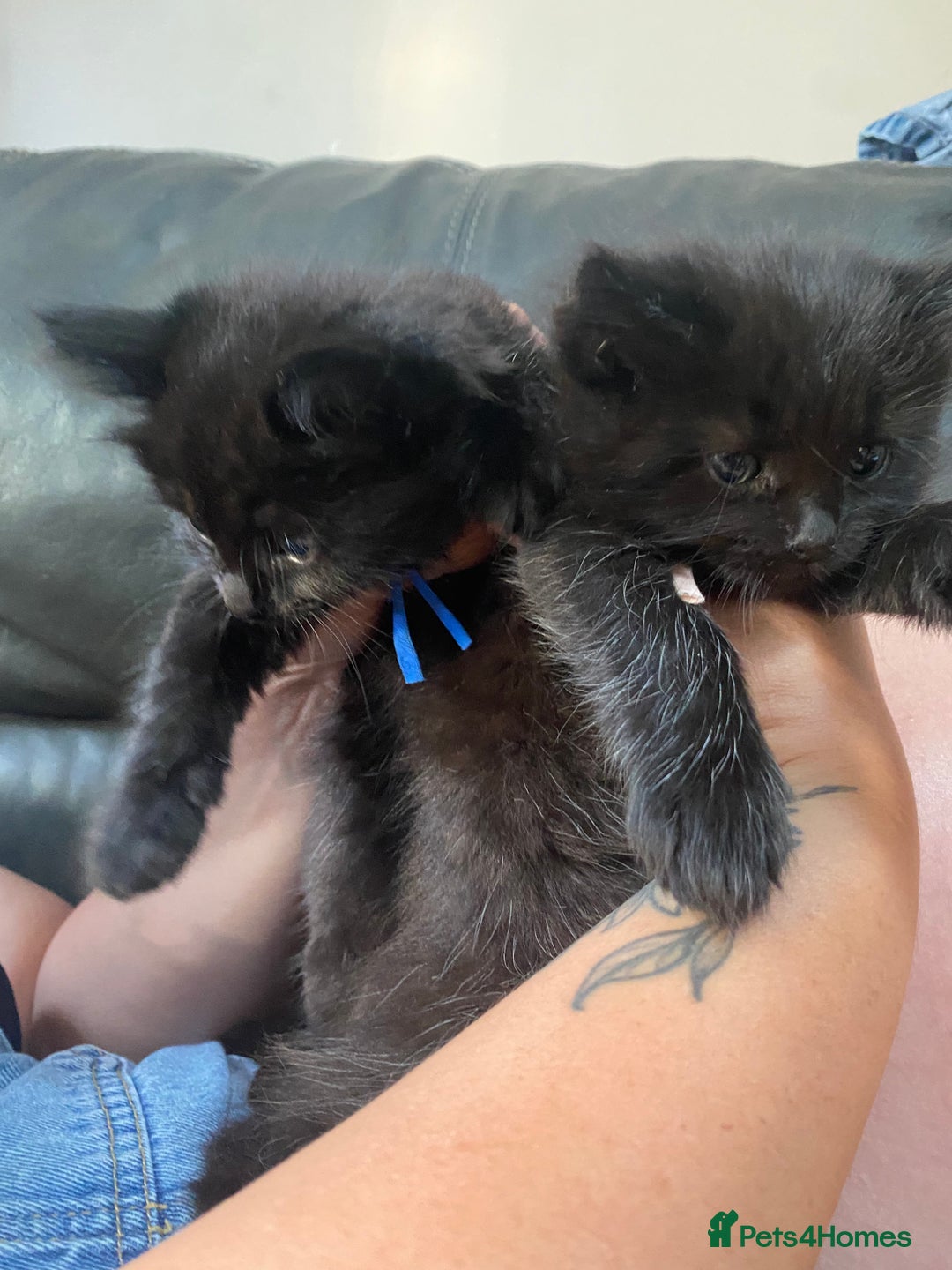 Mixed Breed cats for sale: Adorable,  fluffy black kittens - Image 8