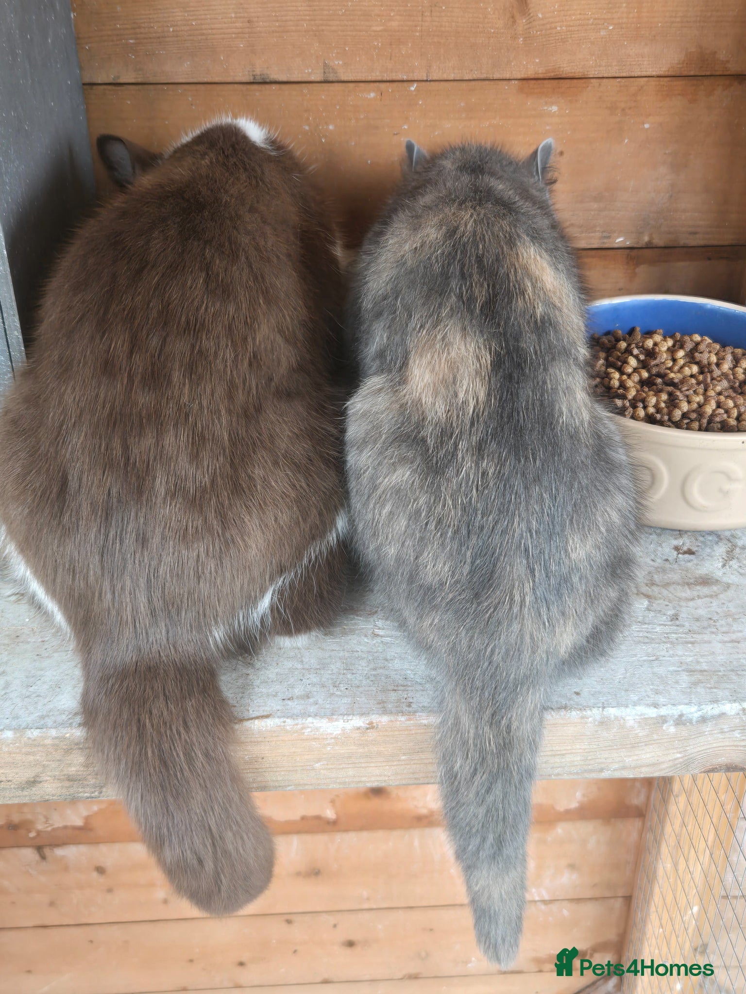 British Shorthair cats for sale: ❤️REDUCED TICA REG❤️ - Advert 6