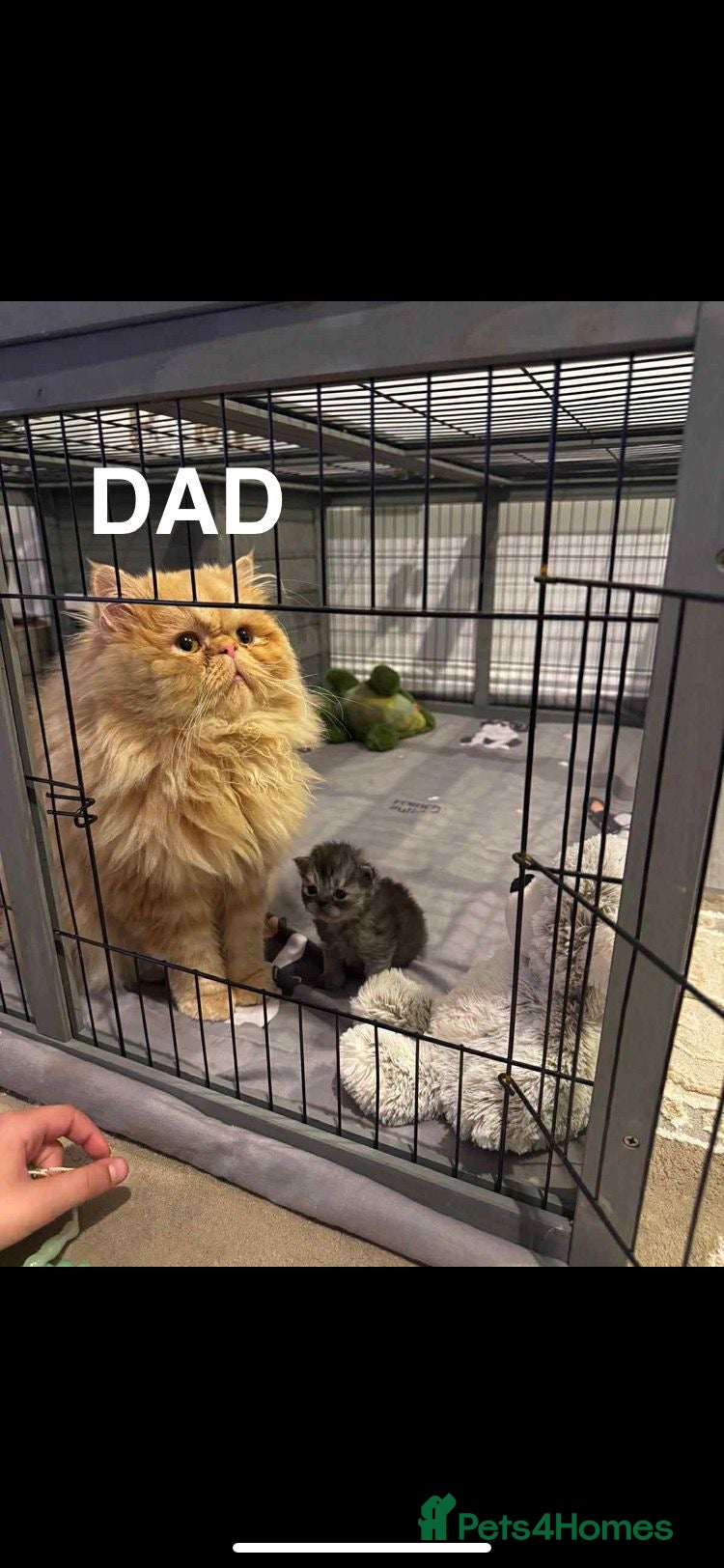 Persian cats Open list for March-April litters - Advert 2