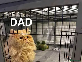 Persian cats Open list for March-April litters - Advert 2